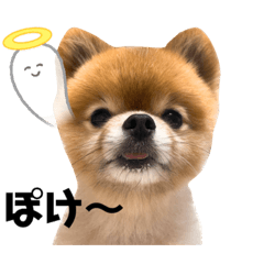 [LINEスタンプ] 虎太郎スタンプ第5段