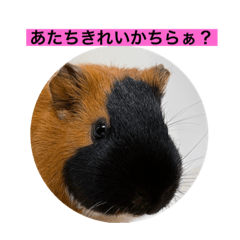 [LINEスタンプ] モルモット らむねchanスタンプ