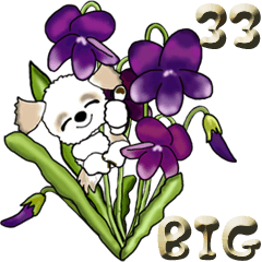 [LINEスタンプ] 【Big】シーズー犬33『日常に花を！』