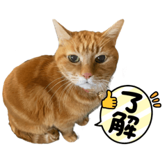 [LINEスタンプ] ねこの日常すたんぷฅ^•ﻌ•^ฅ