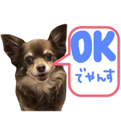 [LINEスタンプ] ちわわ2 小虎と長介、時々もみちゃん