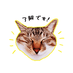 [LINEスタンプ] うめうたねこねこスタンプ