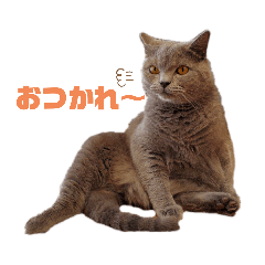 [LINEスタンプ] 猫のそらさん＆うみちゃん