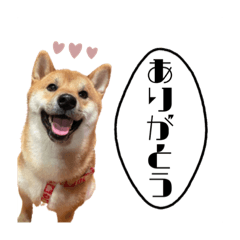 [LINEスタンプ] 柴犬れんくん(日常会話)