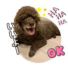 [LINEスタンプ] 我が家のわんこスタンプ#2