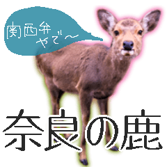 [LINEスタンプ] 40個 奈良公園の鹿 敬語 関西弁 ＊asachi