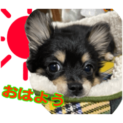 [LINEスタンプ] ポメチワのパル