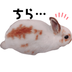 [LINEスタンプ] うさぎのポン