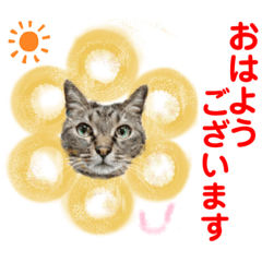 [LINEスタンプ] 赤いりぼんスタッフわんニャンの日常会話