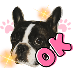 [LINEスタンプ] フレブルのHimeちゃん