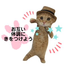 [LINEスタンプ] うちのたんちょく晴たん④