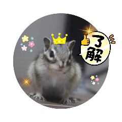 [LINEスタンプ] シマリスジャムと一緒