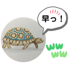 [LINEスタンプ] リクガメの絵
