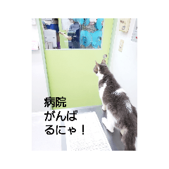 [LINEスタンプ] むすめねこ よん