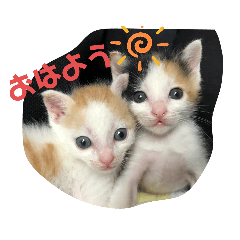 [LINEスタンプ] まるとメイ時々ちびふて