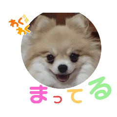 [LINEスタンプ] ポメの でか文字スタンプ