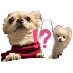 [LINEスタンプ] こっちゃん♂らみちゃん♀