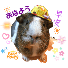 [LINEスタンプ] Choco families LOVE LOVE(日本語＆台湾語)