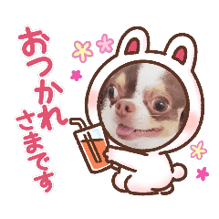 [LINEスタンプ] チワワの日常ことば