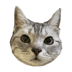 [LINEスタンプ] あさりちゃん見て元気出して