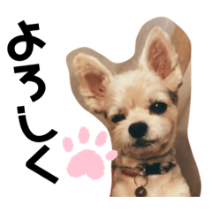 [LINEスタンプ] 内弁慶のふうちゃん