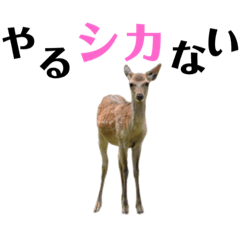 [LINEスタンプ] 【実写】鹿のスタンプ