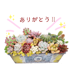 [LINEスタンプ] 癒しの多肉植物⑤