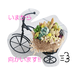 [LINEスタンプ] 癒しの多肉植物