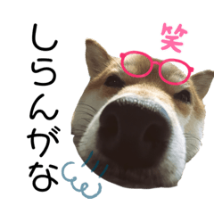 [LINEスタンプ] 家庭的なだー