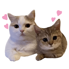 [LINEスタンプ] にぼしらすたんぷタメ口ver