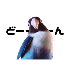 [LINEスタンプ] ブルーボタンインコのまるスタンプ