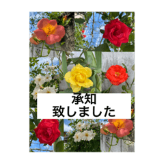 [LINEスタンプ] hana hana photo