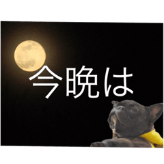 [LINEスタンプ] 豆金豚牧場のでか文字スタンプバージョン。