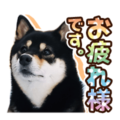 [LINEスタンプ] 黒柴犬の♡敬語♡スタンプ01 柴犬 敬語