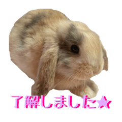 [LINEスタンプ] 日常スタンプ〈パール・まる・まめ〉