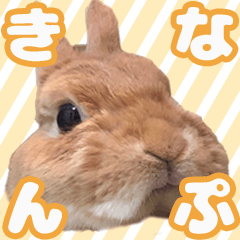 [LINEスタンプ] きなんぷ・つー