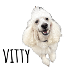 [LINEスタンプ] vitty＆vitto toy poodle