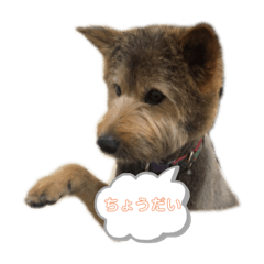 [LINEスタンプ] わたなべ おこげ