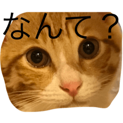 [LINEスタンプ] komuginanndesu