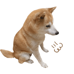 [LINEスタンプ] わが家の柴わんこ5.