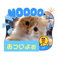 [LINEスタンプ] むぎ＆がんちゃん子猫スタンプ