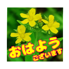 [LINEスタンプ] 丁寧な「朝のあいさつ」に 山野草を添えて