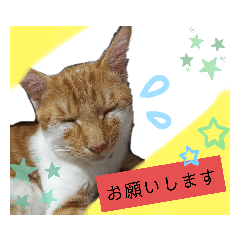 [LINEスタンプ] 猫で伝えるメッセージ