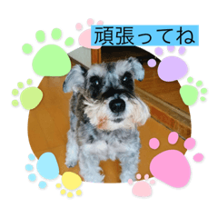 [LINEスタンプ] 恵ママのゴジ君
