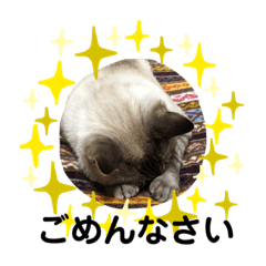 [LINEスタンプ] 琥珀ブラザーズ