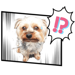 [LINEスタンプ] ヨーキー♡ヨーキー♡