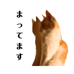 [LINEスタンプ] でぶれおにゃんこ4