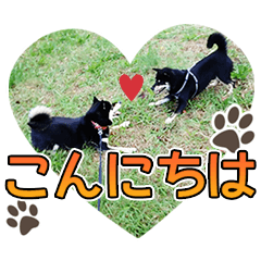 [LINEスタンプ] 黒柴犬の♡カップル♡スタンプ07 黒柴 柴犬