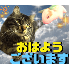 [LINEスタンプ] にゃ美さんと仲間たち♡実写猫〜風景