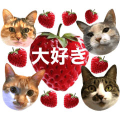 [LINEスタンプ] ねねこ猫♡日常ご挨拶… 実写猫と背景〜